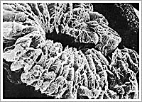 打造中國“石墨產業之都”的領軍人