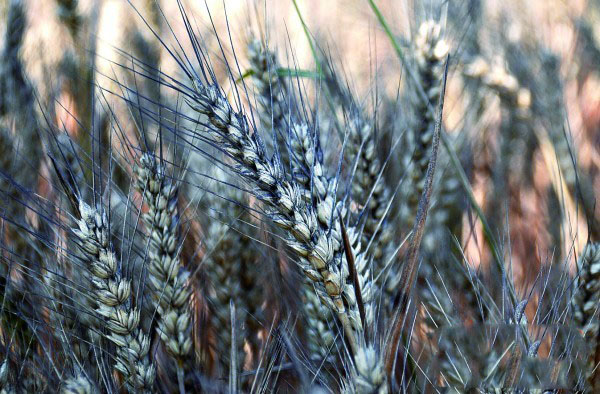 特斯拉：中國(guó)“黑雨”催生“綠色環(huán)保”車復(fù)興