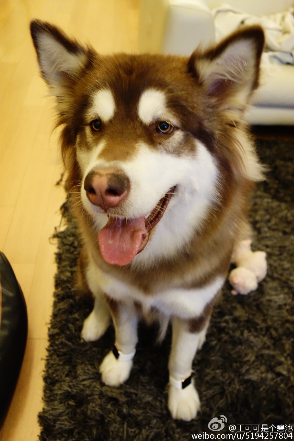 王思聰如此任性給寵物狗戴兩只蘋果金表 王健林知道嗎? 王思聰如此任性給寵物狗戴兩只蘋果金表 王健林知道嗎?