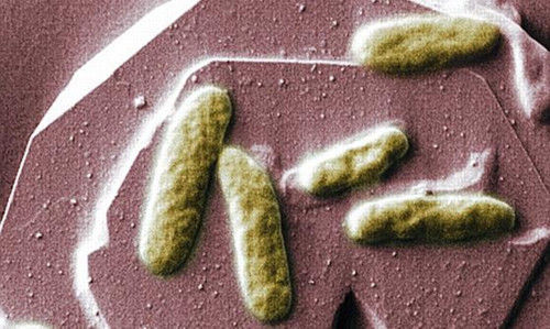 科學家研制生物電池未來手機或可靠糞便驅動