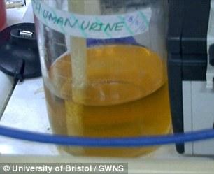 英發(fā)明“尿液電池” 半升尿液可為智能機(jī)充電3小時(shí)