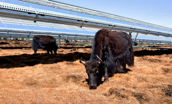 蘋(píng)果公司借力40兆瓦光伏電站 零售店電力達(dá)到碳中和 蘋(píng)果公司借力40兆瓦光伏電站 零售店電力達(dá)到碳中和