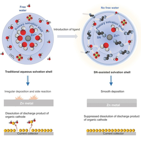 水合熔鹽電解質(zhì)與傳統(tǒng)水系電解質(zhì)的溶劑化結(jié)構(gòu)對比示意圖 